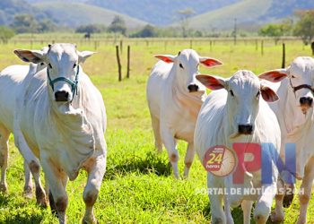 [Idaf] Entenda o que vai mudar na Guia de Trânsito Animal (GTA) a partir de março