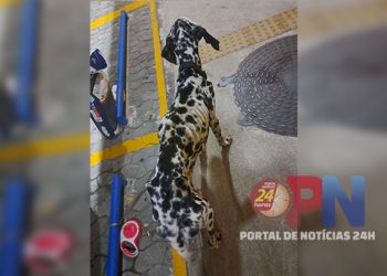 [Flagrante] Polícia prende homem por maus-tratos a um cachorro em Vitória