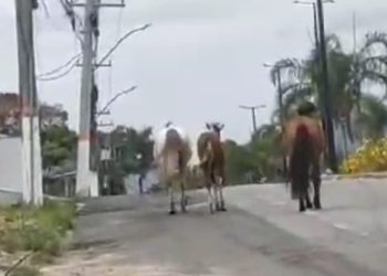[Kennedy] Prefeitura vai recolher cavalos e gado soltos nas vias públicas do município