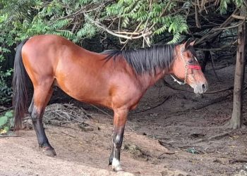 Fragmentos • Eu e o Cavalo Castanho