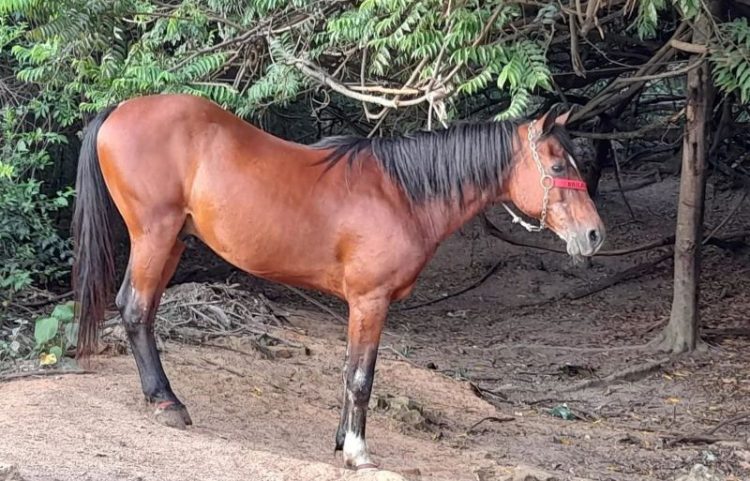 Fragmentos • Eu e o Cavalo Castanho