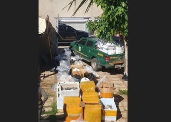 PF apreende mais de uma tonelada de barbatanas de tubarão em Itapemirim