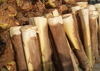 [Cachoeiro] Venda de palmito fresco na Semana Santa será na Linha Vermelha