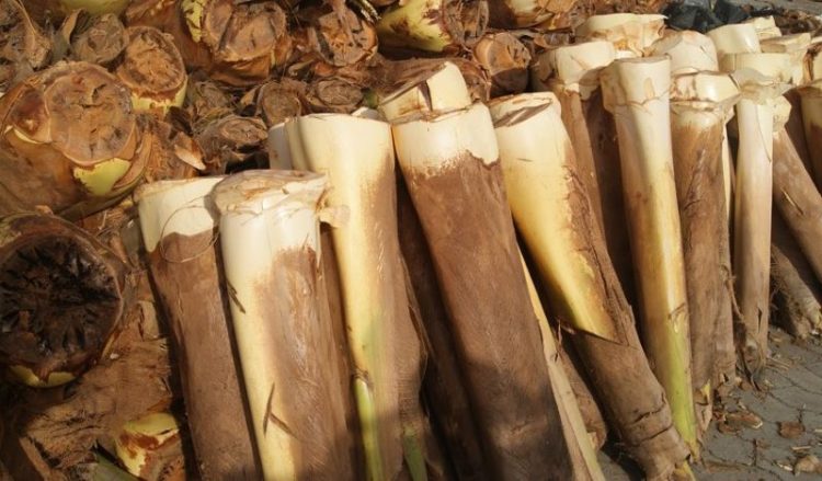[Cachoeiro] Venda de palmito fresco na Semana Santa será na Linha Vermelha