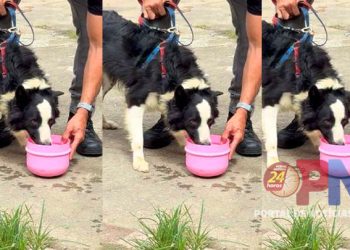PCES realiza operação conjunta e resgata cão da raça Border Collie vítima de maus-tratos em Vila Velha