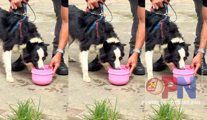 PCES realiza operação conjunta e resgata cão da raça Border Collie vítima de maus-tratos em Vila Velha