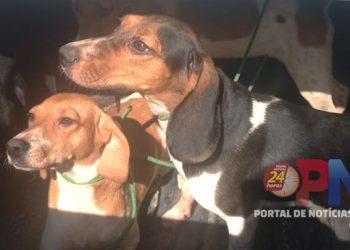 [Mimoso do Sul] MPES atua para resgate de cães em situação de maus-tratos