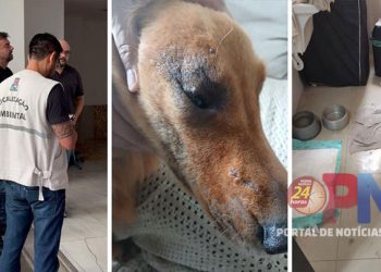 ​[Vila Velha] Ação integrada do Bem-Estar Animal leva à prisão por maus-tratos em Itapuã
