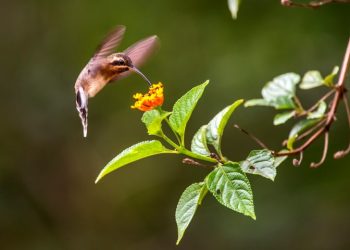 [Capixaba] Fotógrafo comemora 20 anos de registros da natureza; veja galeria