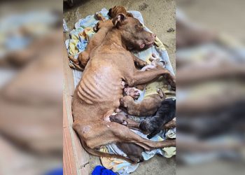 Polícia Civil e Prefeitura de Vila Velha realizam operação para resgatar cadela debilitada