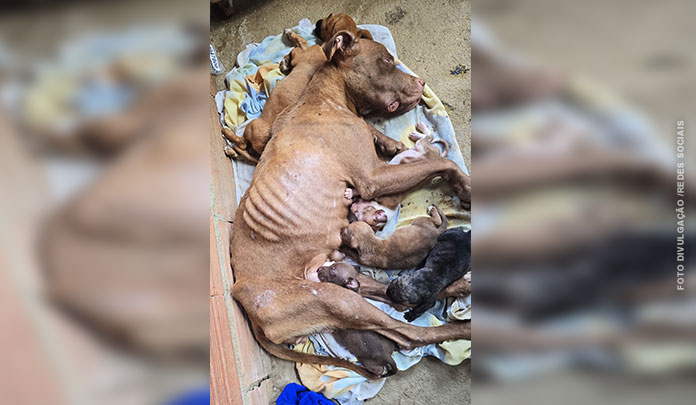 Polícia Civil e Prefeitura de Vila Velha realizam operação para resgatar cadela debilitada