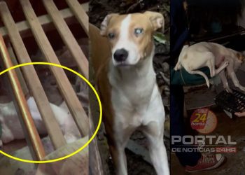 Animais são resgatados em situação de abandono e maus-tratos em Vitória