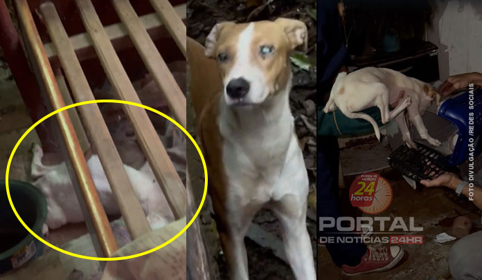 Animais são resgatados em situação de abandono e maus-tratos em Vitória