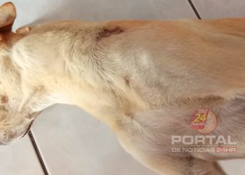 Polícia Civil conclui investigação sobre caso de maus-tratos contra cão comunitário em Vila Velha