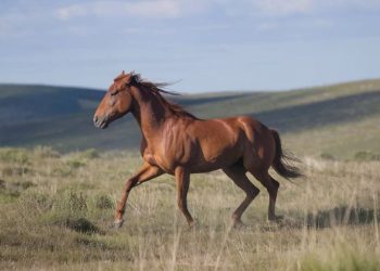 Fragmentos • Eu e o Cavalo Castanho