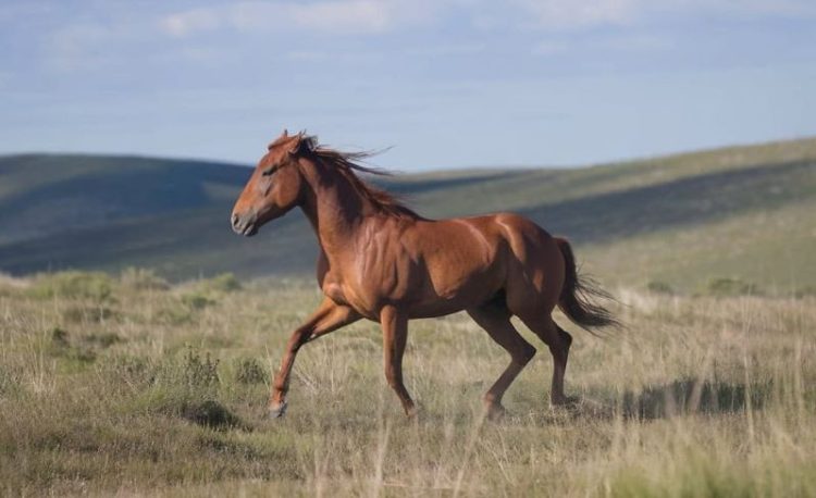 Fragmentos • Eu e o Cavalo Castanho
