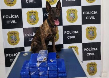 PC e Correios apreendem 10 quilos de maconha enviados por encomenda para Cachoeiro