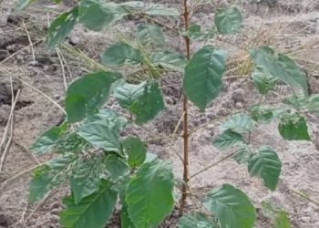 [Marataízes] Secretaria de Meio Ambiente inicia arborização nas comunidades do interior