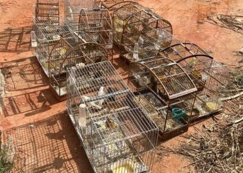 [Castelo] Polícias Civil e Militar e Iema apreendem gaiolas e pássaros em criadouro clandestino