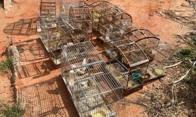 [Castelo] Polícias Civil e Militar e Iema apreendem gaiolas e pássaros em criadouro clandestino