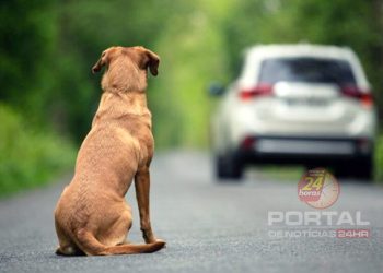 Usou carro para abandonar animal? Pode dar adeus à CNH