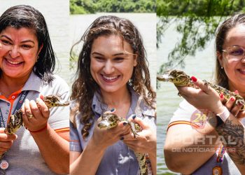 ES recebe projeto inovador para proteger e repovoar jacarés-de-papo-amarelo em unidades de conservação