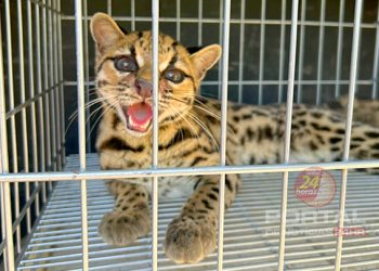 [Mimoso do Sul] BPMA realiza resgate de felino ameaçado de extinção
