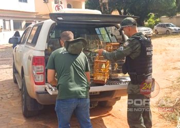 [Castelo] Iema resgata 69 aves no município e destina animais para cuidados especializados