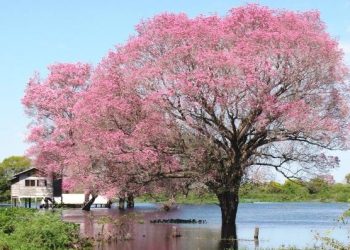 Crônica • O Silêncio dos pequenos