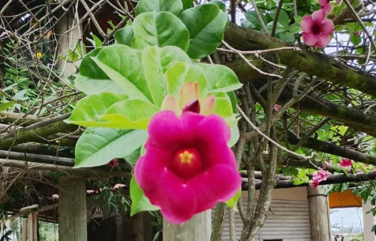 Fragmentos • Flor Lilás