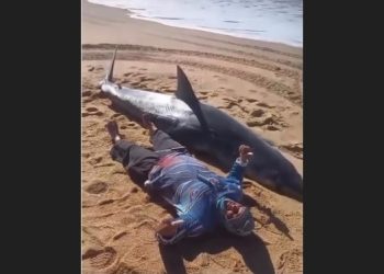 [Marataízes] Tubarão aparece morto na Praia do Siri e impressiona pelo tamanho