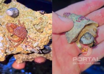 PCES, Ibama e Polícia Militar Ambiental realizam operação em Cariacica e apreendem animais marinhos silvestres