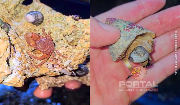 PCES, Ibama e Polícia Militar Ambiental realizam operação em Cariacica e apreendem animais marinhos silvestres