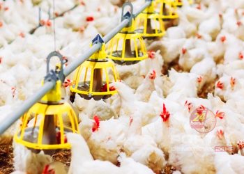 [Uniaves] Vargem Alta será contemplada em plano de expansão