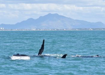 Baleia-jubarte ganha “porta de embarque” exclusiva no coração de Vitória