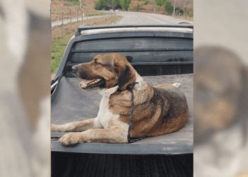 [Cachoeiro] Cachorro “Grandão” desaparecido, que acompanha procissões católicas, é encontrado em Soturno