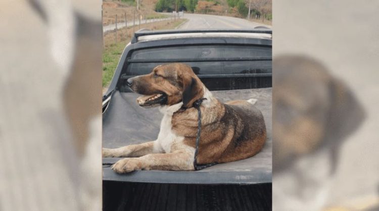 [Cachoeiro] Cachorro “Grandão” desaparecido, que acompanha procissões católicas, é encontrado em Soturno