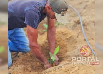 [Presidente Kennedy] Prefeitura fortalece a agricultura com entrega de mudas de café