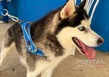 [Muqui] Seama realiza vacinação emergencial contra cinomose canina