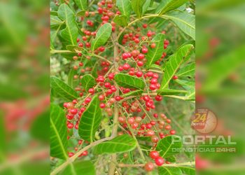 Líder nacional em especiarias, São Mateus sediará 1ª edição do “Empório Pimentas e Cafés”