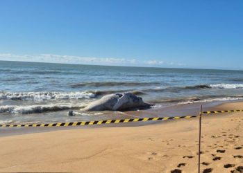 [Marataízes] Baleia-jubarte é encontrada morta na Praia da Barra