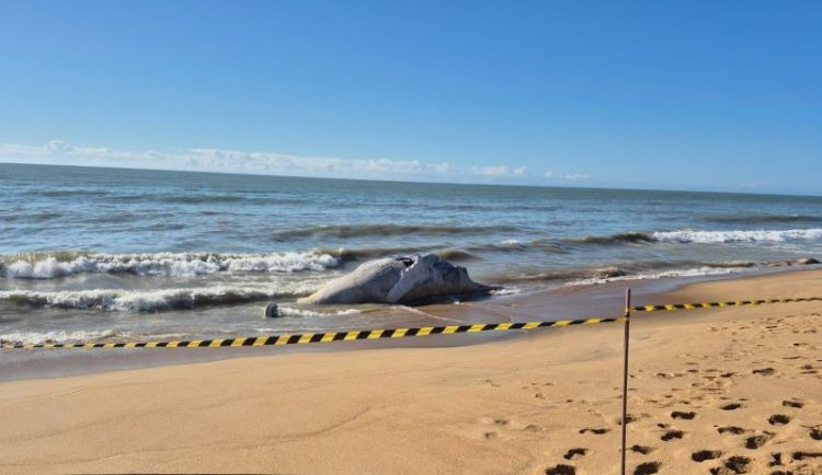 [Marataízes] Baleia-jubarte é encontrada morta na Praia da Barra