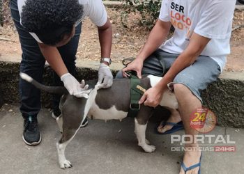 Cachoeiro realiza campanha de vacinação antirrábica a partir deste sábado (20)