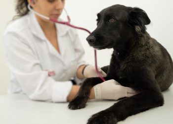 [Marataízes] Prefeitura fará castração gratuita de cães a partir de segunda-feira (15)