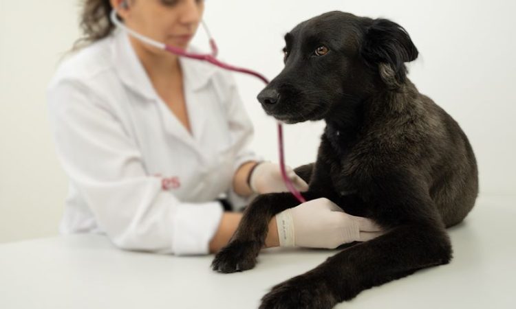 [Marataízes] Prefeitura fará castração gratuita de cães a partir de segunda-feira (15)