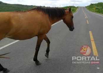 [Kennedy] Prefeitura intensifica ações de apreensão de animais soltos em vias públicas