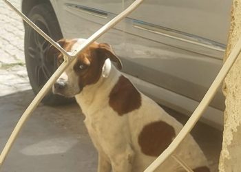 Crônica • Cachorro malhado…