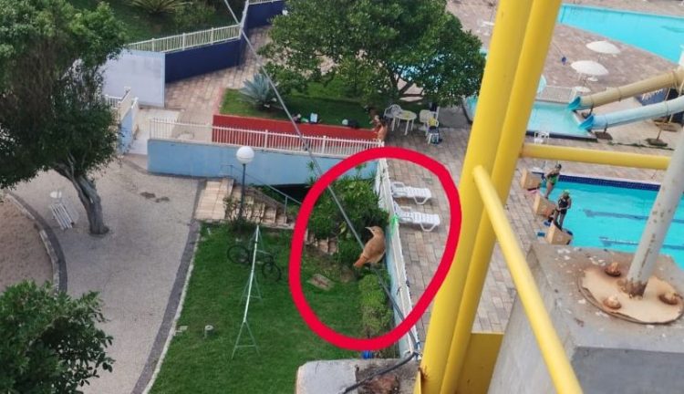 [Pó preto] Titica de canário anula medição do ar em Vitória