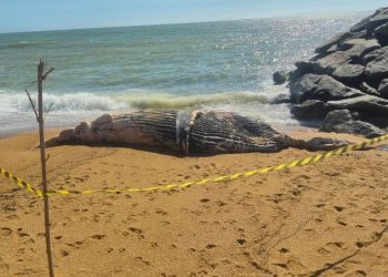 [Marataízes] Filhote de Baleia-Jubarte é encontrado sem vida na Praia do Xodó