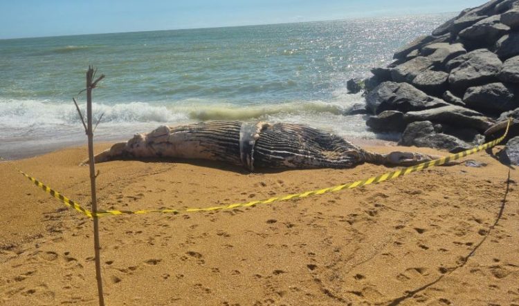 [Marataízes] Filhote de Baleia-Jubarte é encontrado sem vida na Praia do Xodó